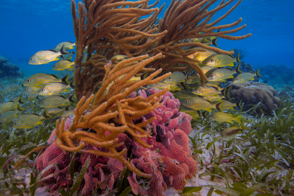 How Belize Is Restoring Coral Reefs: An Ecosystem On The Edge - Oceana ...