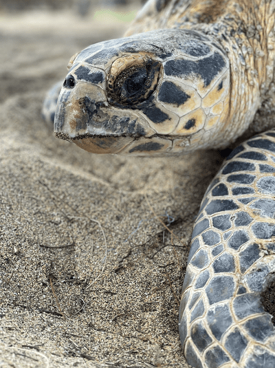 Tracking A Treasure: Tagging Endangered Sea Turtles in Belize - Oceana ...